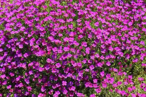 Aubretia Large Mixed Flower Seeds (Approx. 160 seeds) by Jamieson Brothers