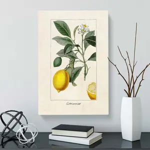 Illustration Of A Lemon Tree - Single Picture Frame Painting Wrapped Canvas / 50cm H x 35cm W x 3cm D