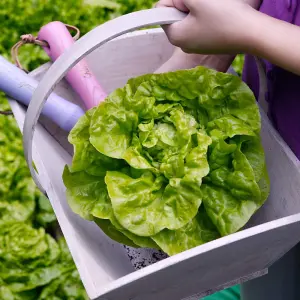 Lettuce (Butterhead) Tom Thumb 1 Seed Packet