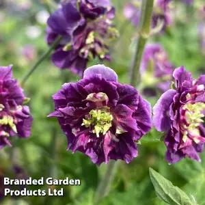 Geranium Joseph Green 9cm Potted Plant x 1