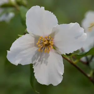 Belle Etoile Mock Orange Shrub Plant Philadelphus 12L Pot 80cm - 100cm