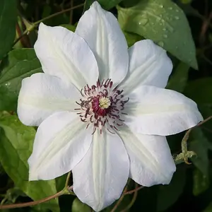 Clematis Miss Bateman White Flowering Vine Climbing Plant 60cm Cane 3L Pot