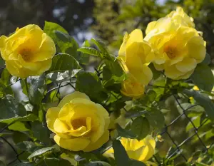 Yellow Rose Bush - Smiley Face