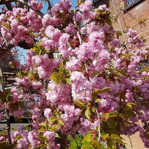 Prunus Kiku-Shidare Zakura Tree - Stunning Pink Blossoms, Ornamental, Low Maintenance (5-6ft)