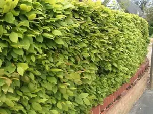 5-6ft Hornbeam (Carpinus Betulus) Field Grown Semi-Evergreen Native Hedge Plants - Pack of 10