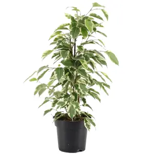 Ficus Starlight Weeping Fig Houseplant - Ideal Evergreen Plant for Home, Office, Kitchen in 12cm Pot (30-40cm)