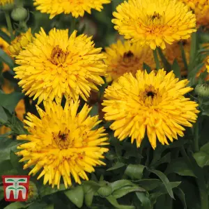 Calendula officinalis Calexis Yellow 1 Seed Packet (50 Seeds)