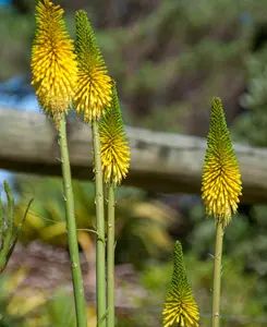 Fiery Kniphofia Collection - Set Of 3 Red- Hot Poker Plants In 1.5l Pots