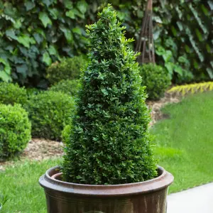 Buxus Pyramid Evergreen Shrub - Ideal for Formal Gardens (40-50cm, Pack of 2)