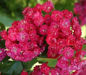 Direct Plants Crataegus Laevigata 'Rosea Flore Pleno' Tree 6ft Supplied in a 10 Litre Pot