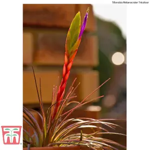 Houseplant Air Plant Tillandsia Mixed Medium x 4