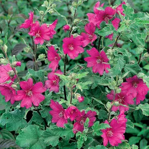 Lavatera Burgundy Wine Garden Plant - Deep Pink Blooms, Compact Size (25-35cm, 3 Plants)