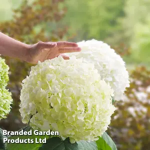 Hydrangea Strong Annabelle 3 Litre Potted Plant x 2 - Shrub - Ideal For Shade