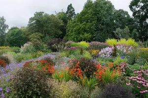 The Hardy Flowering Herbaceous Perennial Garden Border Mix Large Mature Plants Supplied in 2/3 Litre Pots - Pack of 6