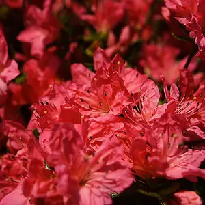 Azalea Red Plant - Vibrant Blooms, Compact Size, Hardy (20-30cm Height Including Pot)