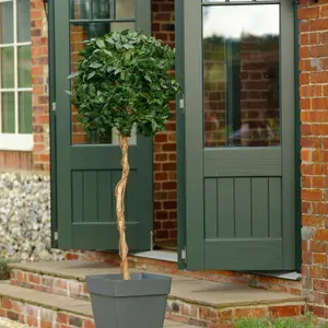 Fake Bay Topiary Tree by Blooming Artificial