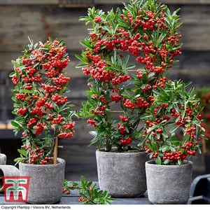 Pyracantha Red Star 9cm Potted Plant x 2