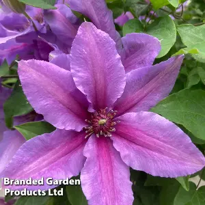 Large Flowering Clematis Tumaini Evigsy - 3 Litre Potted Plant x 1