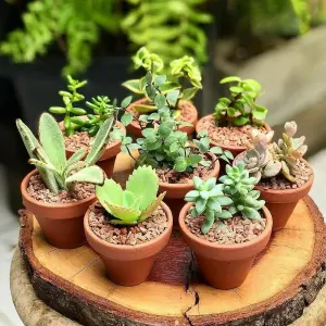 10 Sempervivum Succulent Plants - 5 Sempervivum - 5 Succulents in 5.5cm Pots