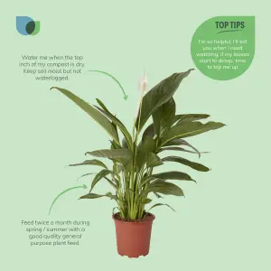 Verve Peace lily in Terracotta Plastic Grow pot 17cm