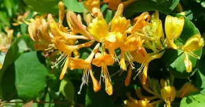 Lonicera Tellmanniana Highly Fragrant Honeysuckle Climbing Plant 3-4ft Supplied in a 3 Litre Pot