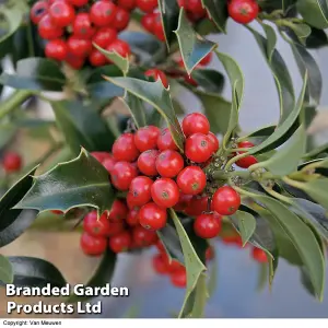 Holly Tree 'Green Alaska' Standard - 2 Litre Potted Plant x 2