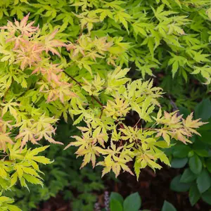 Acer Metamorphosa - Japanese Maple, Ornamental Tree (20-30cm Height Including Pot)