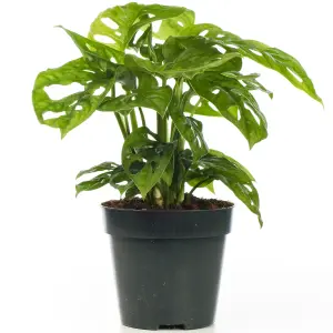 Monstera Obliqua - Rare and Exquisite Airy Foliage (12cm, 20-30cm)