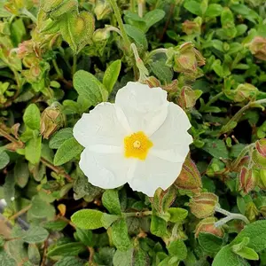 Sweet Thrive Rock Rose Shrub Plant Cistus x Obtusifolius 2L Pot