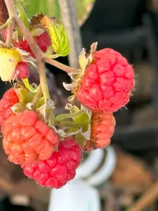 Lincolnshire Fruits Glen Ample Potted 1 Litre (Raspberry)