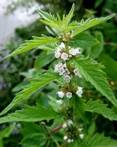 Lincolnshire Pond Plants Ltd Marginal Plants - Pond Plants (Lycopus Europaeus) - 9cm Bareroot