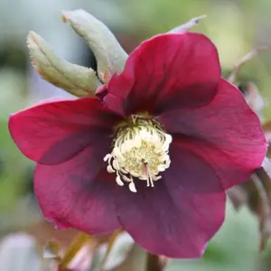 Harvington Red Lenten Rose Hellebore Perennials Flowering Plants 2L Pot