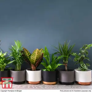 Houseplant New Home Houseplant Collection -4 Plants