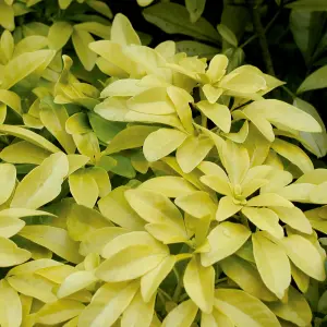 Evergreen Shrub collection - year round colour 6 plants in 9cm pots