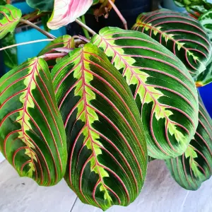 Maranta Fascinator Tricolour - Vibrant Indoor Plant, Evergreen & Air Purifying, Perfect for Indoors (20-30cm Height Including Pot)