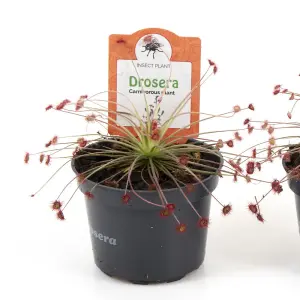 Houseplant Drosera Paradoxa 9cm Pot x 1