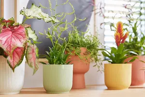 7cm Vibes Fold Round Flower Pot - Sorbet Green