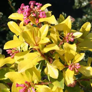 Escallonia Gold Ellen Garden Shrub - Golden Foliage, Pink Blooms, Compact Size, Hardy (15-30cm Height Including Pot)