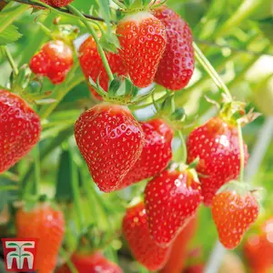 Strawberry (Fragaria) Flamenco 24 Bare Roots - Outdoor Fruit Plants for Gardens, Pots, Containers