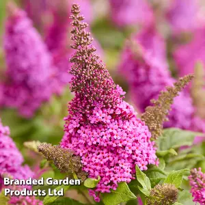 Buddleja Butterfly Candy Little Cerise 9cm Potted Plant x 1