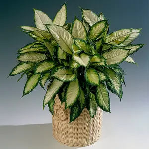 Dieffenbachia 'Camilla' - Lush Foliage Plant for Indoor Environments, Easy Care, Air-Purifying (20-30cm)