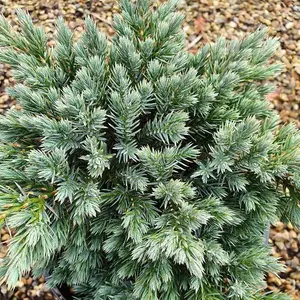 Blue Star Flaky Juniper Conifer Tree Juniperus Squamata Evergreen Plant 3L Pot