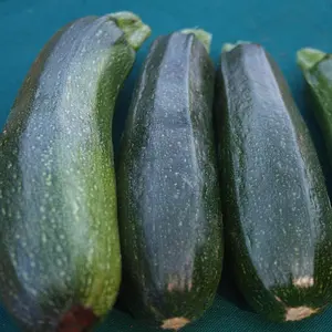 Courgette Defender F1 Hybrid 1 Seed Packet (12 Seeds)