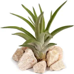 Succulent And Air Plant Mix - 3 Air Plants - 3 Succulents For Beginners