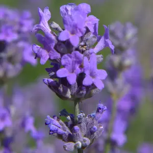 Lavender Munstead (25-35cm Height Including Pot) Garden Plant - Compact Perennial, Fragrant Purple Blooms