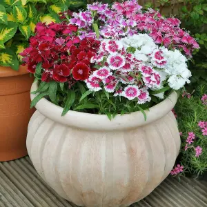 6 x Dianthus Carnation Festival Mixed Pack - Colourful Flowers - Bedding Plants - Ideal for Pots, Containers & Beds in UK Gardens