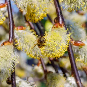 Salix caprea Pendula Tree - Kilmarnock Willow, Hardy, Low Maintenance (5ft Stem)