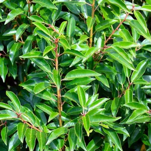 Prunus Lusitanica Garden Plant - Compact Size, Evergreen Foliage (20-40cm, 25 Plants)