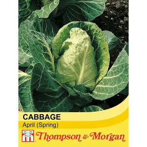 Cabbage April 1 Seed Packet (450 Seeds)