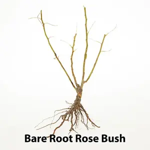 Garden Rose Collection, 5 x Bare Root Bushes, Tea Rose Hybrid Varieties, Disease Resistant, Easy to Grow